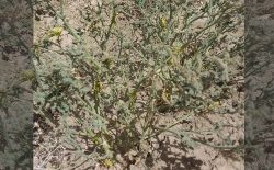 وزارت زراعت: ملخ صحرایی محصولات زراعتی افغانستان را تهدید نمی‌کند
