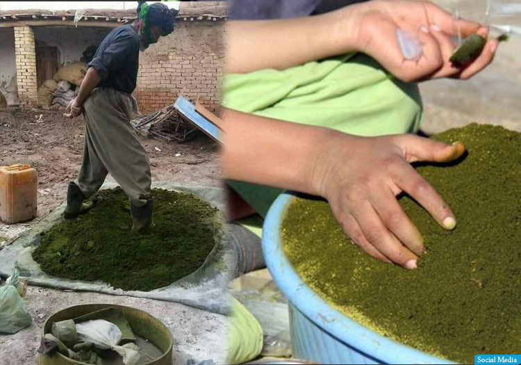 نسوار شریف؛ نشانه‌ی خانی یا اعتیاد