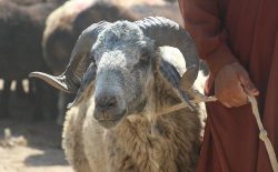 وزارت زراعت: برای جلوگیری از بیماری تب کانگو، گوشت حیوانات را ۲۴ ساعت در یخچال نگه‌داری کنید
