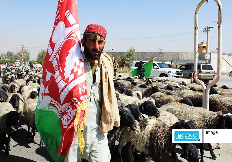 کوچی‌ها با هزاران گوسفند جاده‌ی دارالامان کابل را بستند