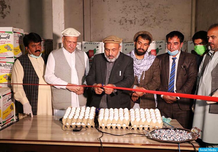 اتاق زراعت و مالداری: یک تخم مرغ را به قیمت هشت افغانی می‌فروشیم
