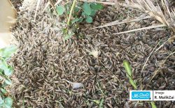 هجوم ملخ‌ها در هرات و فراه؛ کشاورزان نگران نابودی محصولات زراعتی شان استند