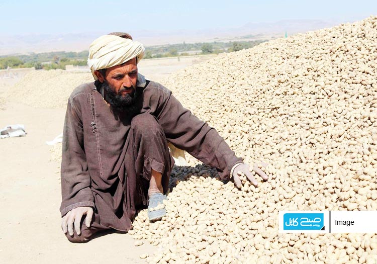 500 هکتار زمین در کندهار ممپلی کشت شده است