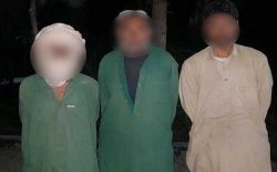 سه نفر به اتهام دزدی ۱۴۰ راس گوسفند و بز در هرات بازداشت شدند