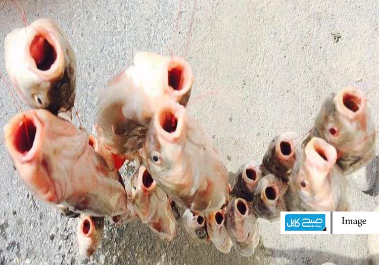 زندگی ماهیانه