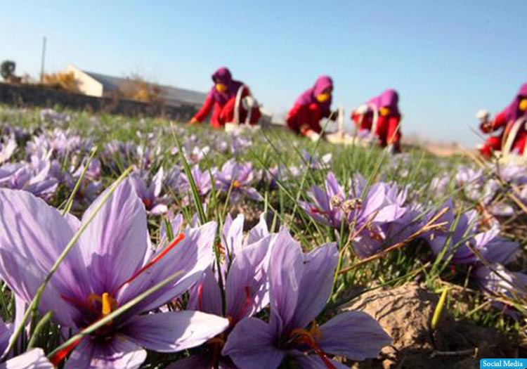زعفران افغانستان برنده‌ی جایزه‌ی مقام اول انستیتوت بین‌المللی ذایقه‌ی اتحادیه‌ی اروپا شد