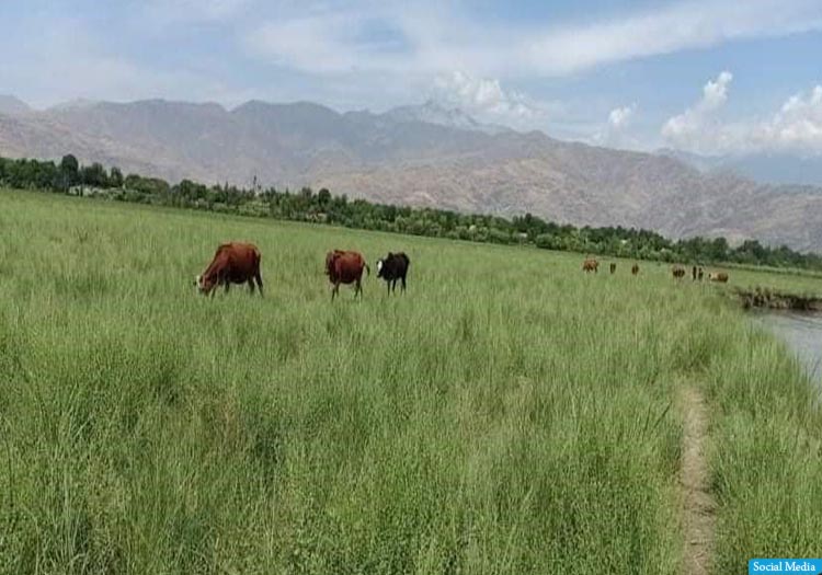 په ۲۸ ولایتونو کې ۵،۵ میلیون جرېبه څړځایونه ثبت شوي