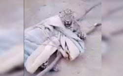 شکار غیرقانونی حیوانات؛ یک پلنگ کم‌یاب در ولایت لغمان گرفتار شد