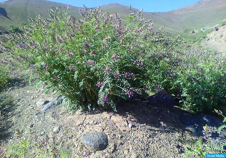 هېواد کې ۶۸۴ ټنه شیرین بویه ترلاسه شوې 