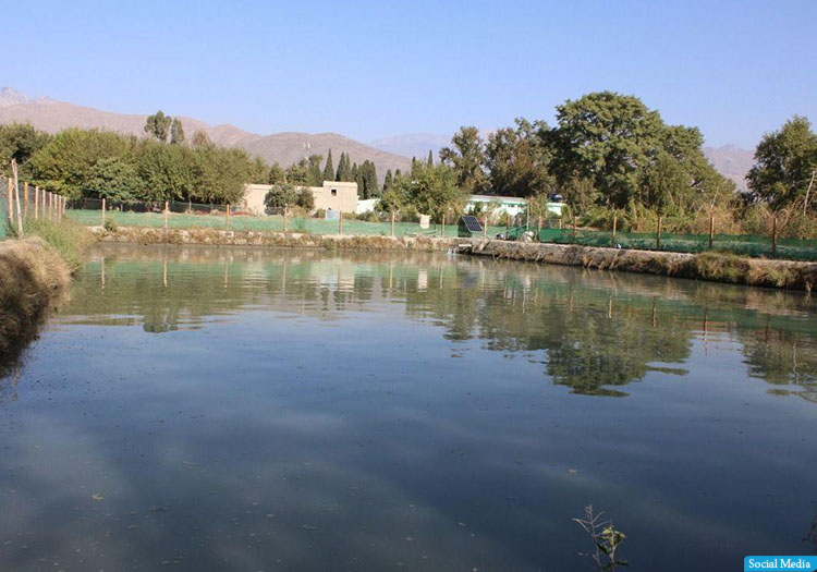 ننګرهار کې هرکال ۵۴ ټنه د کبانو غوښه تولیدیږي