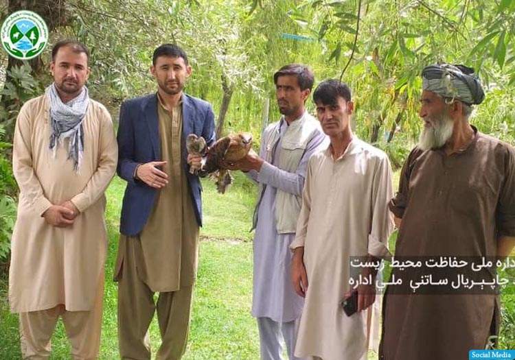 دو بال پرنده‌ی کمیاب در تخار به طبیعت بازگردانده شد
