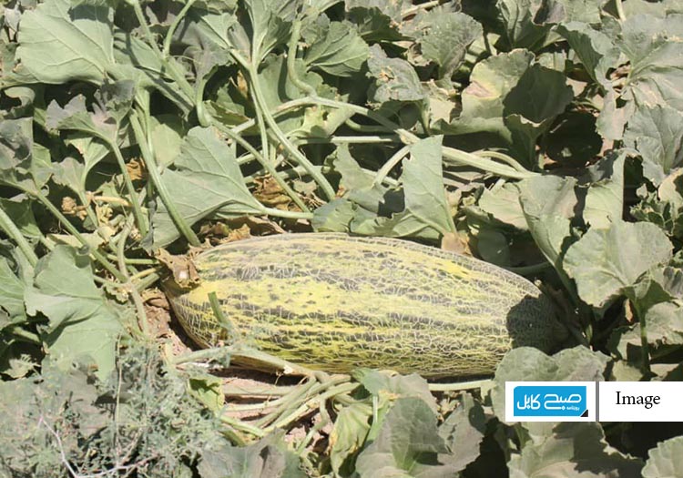 حاصلات خربوزه در جوزجان نسبت به سال گذشته کاهش یافته است