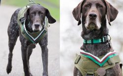 بریتانیا به سگی که در افغانستان خدمت کرده بود، مدال اهدا کرد