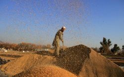 وزارت مالیه‌ی طالبان انتقال گندم به بیرون از افغانستان را ممنوع کرد