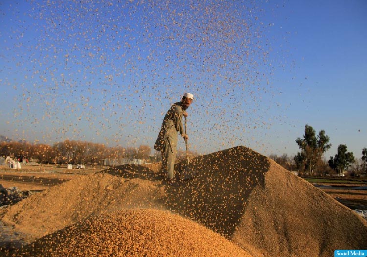 وزارت مالیه‌ی طالبان انتقال گندم به بیرون از افغانستان را ممنوع کرد
